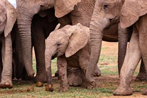 Addo Elephant National Park Gallery: Elephants at Addo Elephant Park in South Africa, Africa