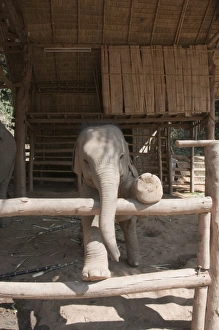 Images Dated 3rd January 2008: Elephants at the Anantara Golden Triangle Resort, Sop Ruak, Golden Triangle