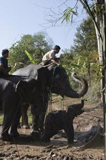 Images Dated 3rd January 2008: Elephants at the Anantara Golden Triangle Resort, Sop Ruak, Golden Triangle