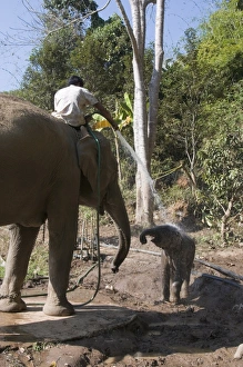 Images Dated 3rd January 2008: Elephants at the Anantara Golden Triangle Resort, Sop Ruak, Golden Triangle