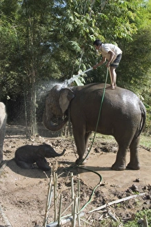 Images Dated 3rd January 2008: Elephants at the Anantara Golden Triangle Resort, Sop Ruak, Golden Triangle