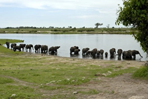 Large Group Of Animals Prints: Elephants bathing, Chobe National Park, Botswana, Africa