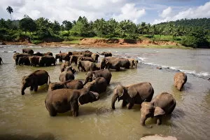 Large Group Of Animals Gallery: Elephants bathing in the river