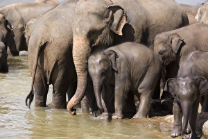 Elephants bathing in the river