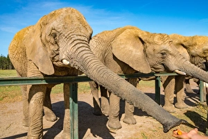 Three Animals Prints: Elephants feeding at Kynsna Elephant Park, Knysna, Western Cape, South Africa, Africa