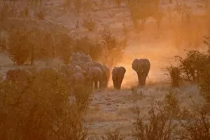 Large Group Of Animals Gallery: Elephants, Hwange National Park, Zimbabwe, Africa