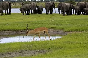 Images Dated 6th December 2008: Elephants and impala, Chobe River, Botswana, Africa