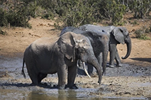 Elephants, Loxodonta africana