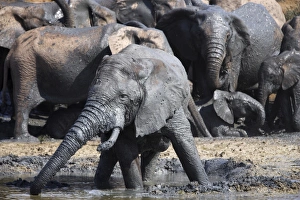 Elephants, Loxodonta africana Elephants, Loxodonta africana