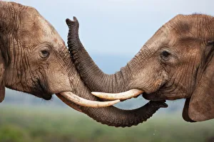 Elephant Prints: Elephants (Loxodonta africana), greeting, Addo National Park, South Africa, Africa