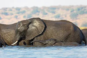 Massive Prints: Elephants (Loxodonta africana), Chobe National Park, Botswana, Africa