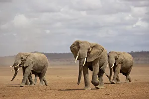 Dust Prints: Elephants (Loxodonta africana), Amboseli National Park, Kenya, East Africa, Africa