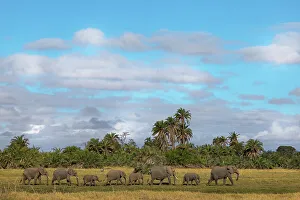 African Savanna Prints: Elephants (Loxodonta africana), Amboseli National Park, Kenya, East Africa, Africa