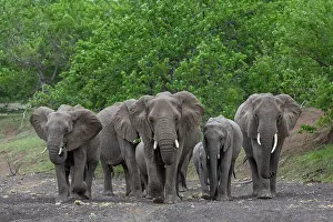 Elephants Prints: Elephants (Loxodonta africana), Mashatu Game Reserve, Botswana, Africa
