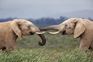 Elephants Prints: Elephants (Loxodonta africana), greeting, Addo National Park, Eastern Cape