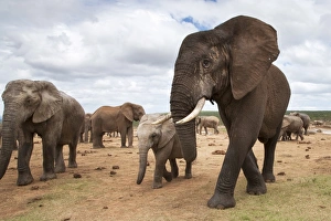 Elephants Prints: Elephants (Loxodonta africana), Addo National Park, Eastern Cape, South Africa, Africa