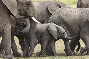 Elephants Prints: Elephants (Loxodonta africana), Masai Mara National Reserve, Kenya, East Africa, Africa