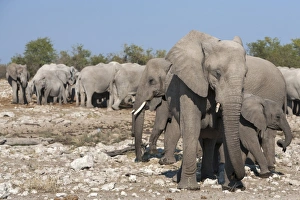 Elephants (Loxodonta africana), Etosha National Park, Namibia, Africa