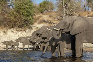 Elephants Prints: Elephants (Loxodonta africana) drinking, Chobe National Park, Botswana, Africa