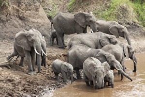 Elephants Prints: Elephants (Loxodonta africana) at Mara River