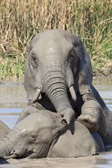 Bathing Prints: Elephants (Loxodonta africana) playing in water