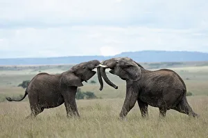 Friendship Prints: Elephants (Loxodonta africana) sparring, Masai Mara, Kenya, East Africa, Africa