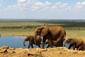 Elephants (Loxodonta africana) at water hole, Tsavo East National Park