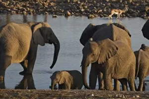 Elephants (Loxodonta africana) at a waterhole, Okaukuejo, Etosha National Park