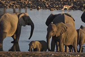 Images Dated 19th June 2008: Elephants (Loxodonta africana) at a waterhole, Okaukuejo, Etosha National Park