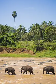 Wildlife Reserve Prints: Three elephants in the Maha Oya River at Pinnawala Elephant Orphanage near Kegalle in the Hill Country of Sri Lanka