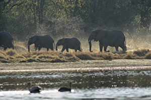 Elephants Prints: Elephants, Moremi Wildlife reserve, Okavango Delta, Botswana, Africa