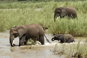 Images Dated 9th March 2008: Elephants in Oliphants River, Kruger National Park, South Africa, Africa