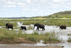 Images Dated 9th March 2008: Elephants in Oliphants River, Kruger National Park, South Africa, Africa