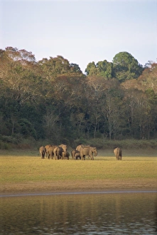 Thekkady Prints: Elephants at the Periyar Wildlife Sanctuary