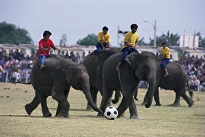 Animal Welfare Prints: Elephants playing football