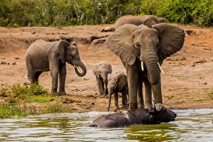 Elephant Prints: Elephants in Queen Elizabeth National Park, Uganda, East Africa, Africa