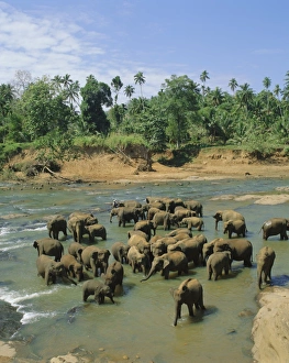Sinelese Prints: Elephants in the river