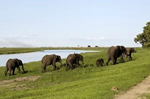 Safari Animals Gallery: Elephants on river bank, Chobe National Park, Botswana, Africa