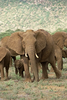 Elephants, Samburu National Reserve