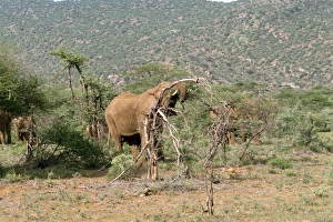 Elephants, Samburu National Reserve