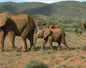 Elephants, Samburu National Reserve