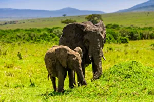 Safari Animal Prints: Elephants seen on a Safari in the Msai Mara National Reserve, Kenya, East Africa, Africa