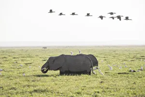 Marsh Prints: Elephants strolling through a marsh in Amboseli National Park, Kenya, East Africa, Africa