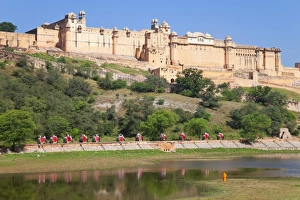 Elephants taking tourists to the Amber Fort near Jaipur, Rajasthan, India, Asia