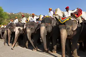 Turban Prints: Elephants waiting to carry tourists at Amber Fort near Jaipur, Rajasthan, India, Asia