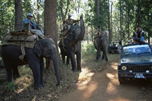 Elephants waiting for tourists