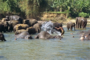 Sri Lanka Prints: Elephants being washed near the Elephant Orphanage
