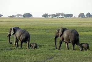 Images Dated 8th December 2008: Elephants and their young, Chobe National Park, Botswana, Africa