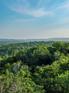 Ecosystems Prints: Elevated view of dense rainforest near Tikal in Peten Department of Guatemala showcasing lush greenery