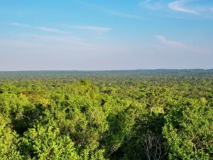 Guatemala Prints: Elevated view of the lush rainforest in Peten Department